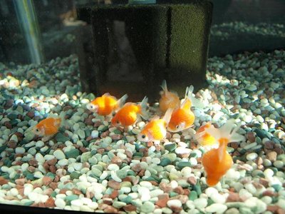 🐠 금붕어의 고향 고리야마 금붕어 자료관 (킨교노후루사토 고리야마킨교시료칸)